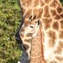Chaty - Hluhluwe, Gooderson Bushlands Game Lodge