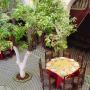 Riad - Meknès, Riad Ines-Palace