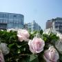 Apartments - Oostduinkerke, Dream Loft