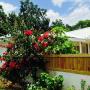 Bed and breakfasts - Port Antonio, Search-Me-Heart