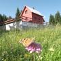 Ferienwohnungen - Žabljak, Šepić Accommodation