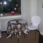 B&B (nocľahy s raňajkami) - Bad Dürrheim, Tannhäuser b&b