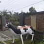Privatzimmer - Licin, Nyusu Neng Omah Homestay