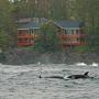 Affittacamere - Ucluelet, Melfort Bell Guest Suites