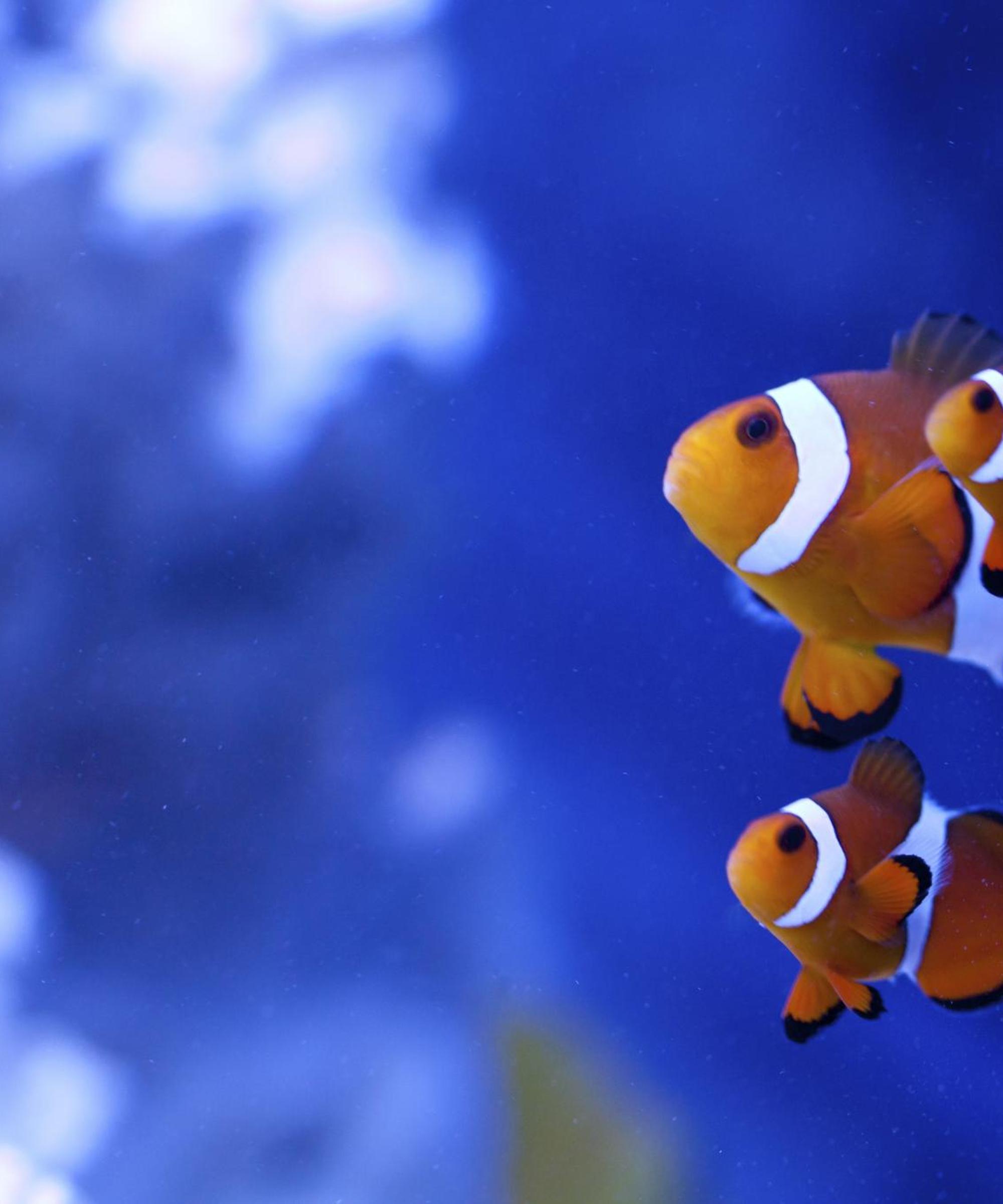 Keddy By Europcar Car Rental near "Ålesund Airport, Vigra"