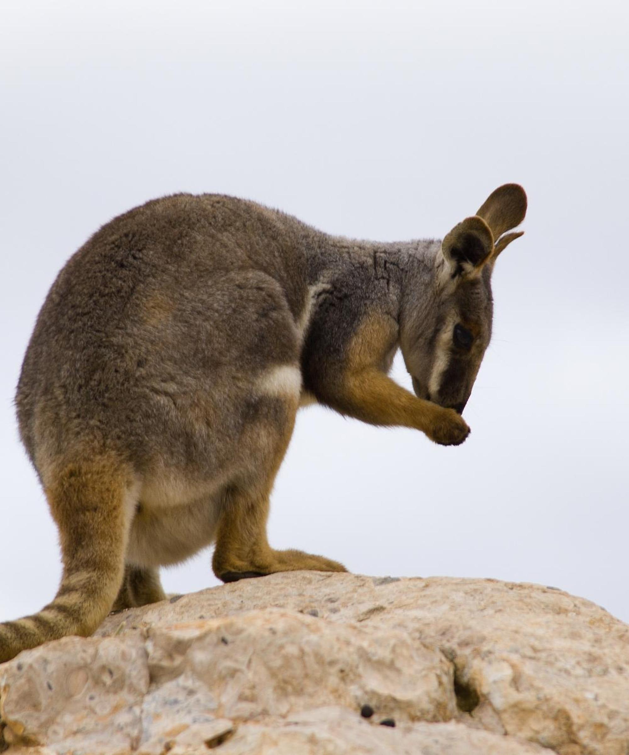 Enterprise Car Rental near Townsville Airport