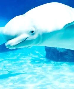 Un des lieux d'intérêt les plus visités à Niagara Falls.