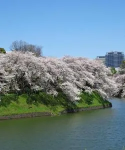 Jedno z nejnavštěvovanějších míst v Tokiu.