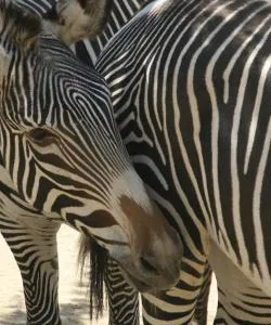 Ένα από τα πιο δημοφιλή αξιοθέατα σε Γκλέντεϊλ. 