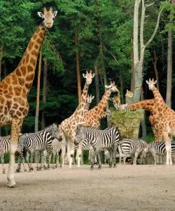 Uma das atrações mais visitadas em Arnhem