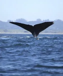 One of the most visited landmarks in Monterey.