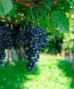 Uno de los lugares de interés más visitados de Paarl.
