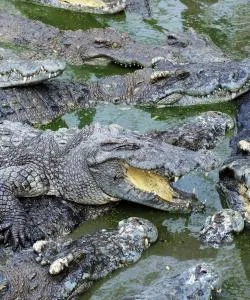 Yksi suosituimmista maamerkeistä kohteessa Florida City.