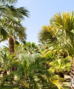 Uno de los lugares de interés más visitados de Taif.