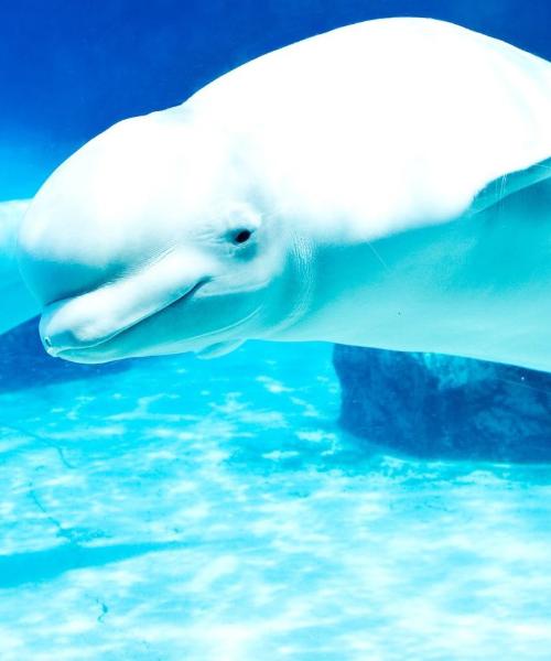 Jedno z nejnavštěvovanějších míst v destinaci Niagara Falls.