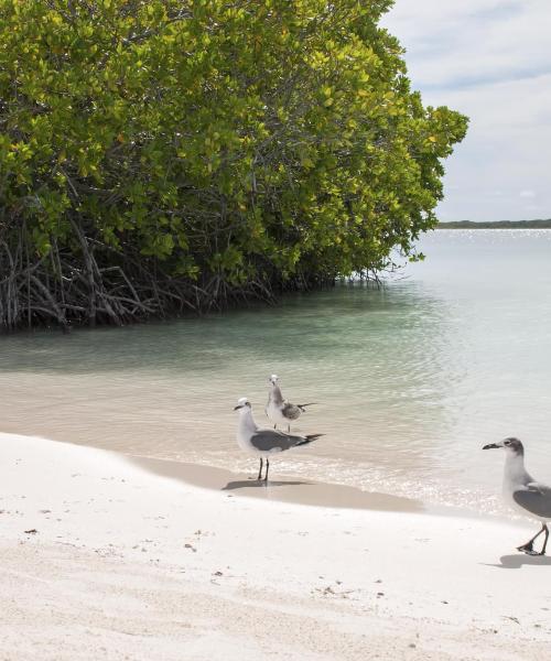 Eitt af mest heimsóttu kennileitunum á St Pete Beach.