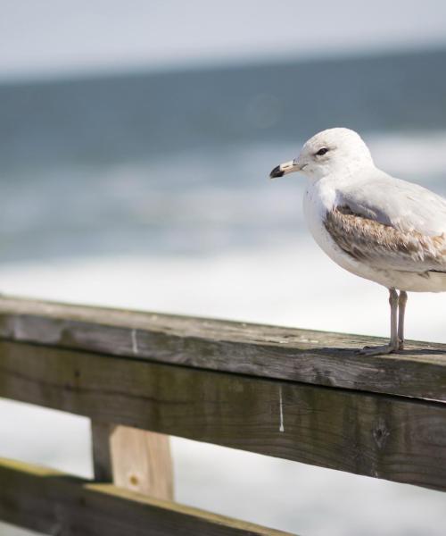 Salah satu landmark yang paling sering dikunjungi di Fernandina Beach.