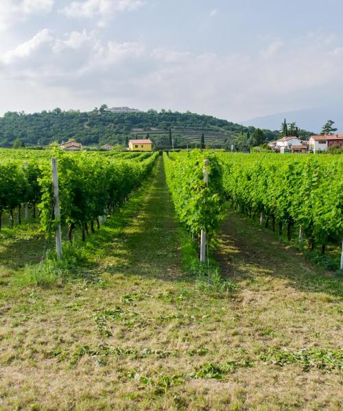 Uno dei luoghi di interesse più visitati di Bardolino.