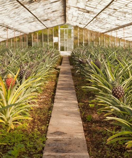 Uma das atrações mais visitadas em Ponta Delgada