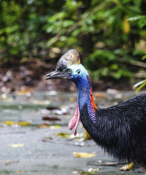 Un des lieux d'intérêt les plus visités à Port Douglas.