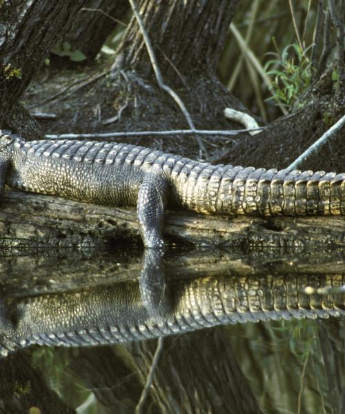 Jedna od najposećenijih znamenitosti u gradu Bonita Springs.