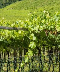 A beautiful view of Alto Adige Wine Route