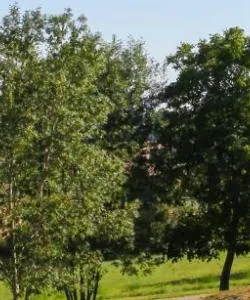 A beautiful view of Aube