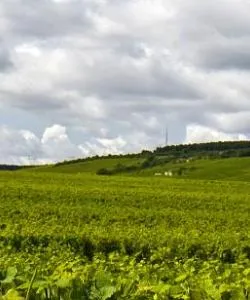 A beautiful view of Côte-d'Or.