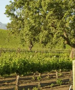 Santa Barbara Wine Country 的美景