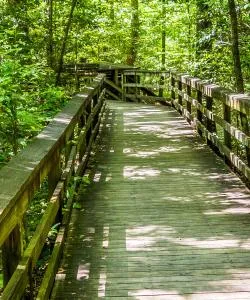 A beautiful view of Congaree National Park.