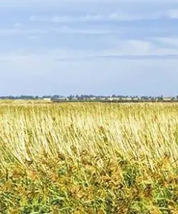 A beautiful view of The Broads.