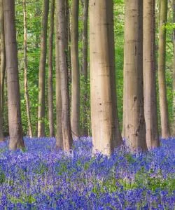 A beautiful view of Walloon Brabant