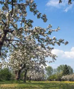 A beautiful view of Betuwe.