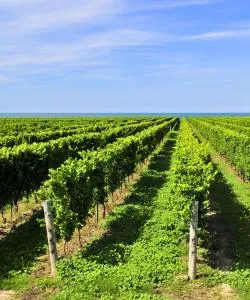 A beautiful view of Niagara Falls and Wine Country
