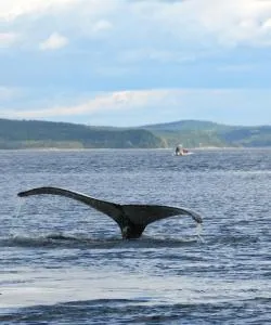 A beautiful view of The Whale Route.