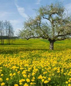 A beautiful view of Thurgau