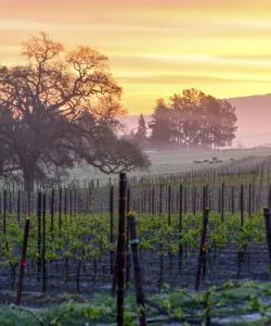 A beautiful view of Paso Robles Wine Country .