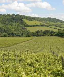 A beautiful view of Surrey Hills.