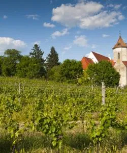 A beautiful view of Weinviertel.