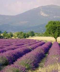 A beautiful view of Valensole Plateau