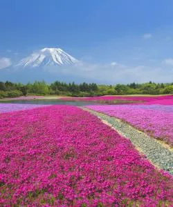 山梨县的美景