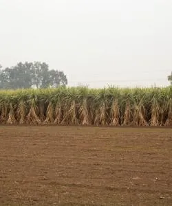 A beautiful view of Haryana