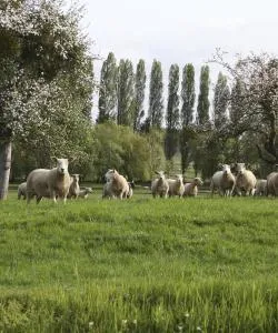 A beautiful view of Pays d'Auge.