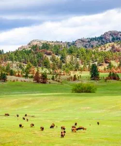 A beautiful view of Black Hills National Forest.