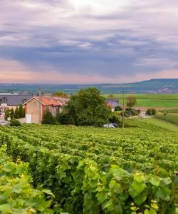 A beautiful view of Champagne Route