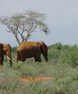 Krásný pohled na region Shimba Hills National Reserve