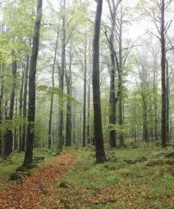 A beautiful view of Düben Heath.
