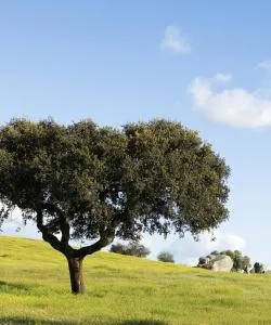 Uma bela vista de Alentejo