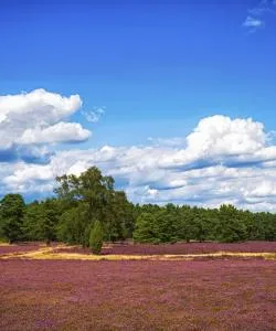 A beautiful view of Luneburg Heath