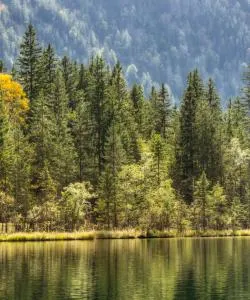 A beautiful view of Bavarian Forest.